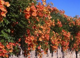 milin amerykański (campsis radicans)